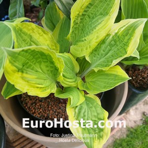 Hosta Delicious