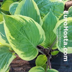 Hosta Delicious