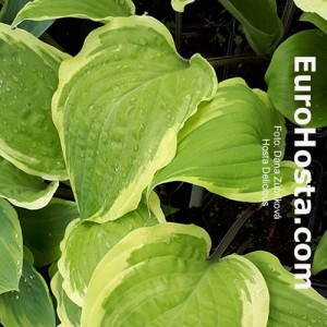 Hosta Delicious