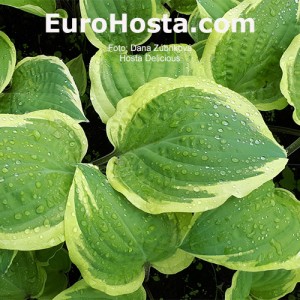 Hosta Delicious