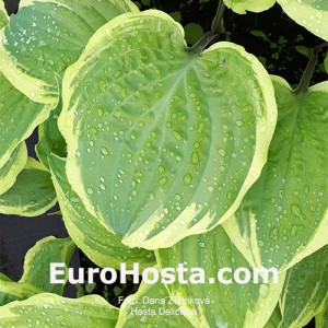 Hosta Delicious