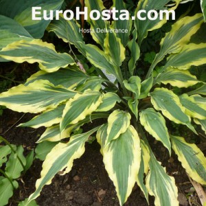 Hosta Deliverance