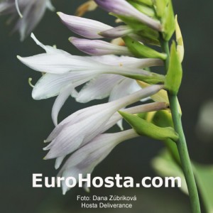 Hosta Deliverance