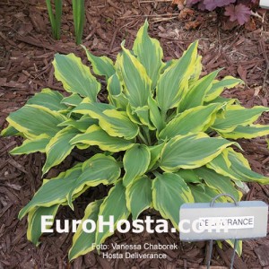 Hosta Deliverance