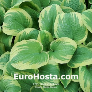 Hosta Delta Dawn - Eurohosta