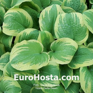 Hosta Delta Dawn - Eurohosta