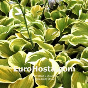 Hosta Delta Dawn - Eurohosta