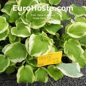 Hosta Delta Dawn - Eurohosta