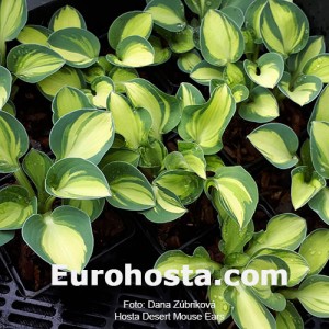 Hosta Desert Mouse - Eurohosta