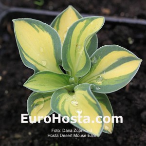 Hosta Desert Mouse - Eurohosta