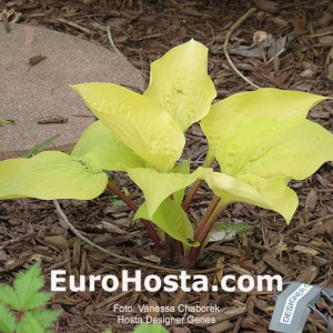 Hosta Designer Genes - Eurohosta