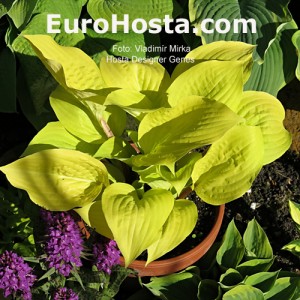 Hosta Designer Genes - Eurohosta