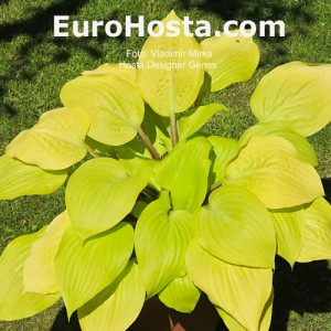 Hosta Designer Genes - Eurohosta