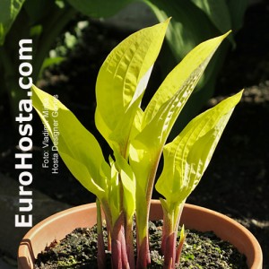 Hosta Designer Genes - Eurohosta