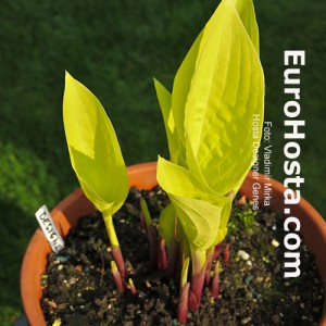 Hosta Designer Genes - Eurohosta