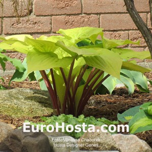 Hosta Designer Genes - Eurohosta