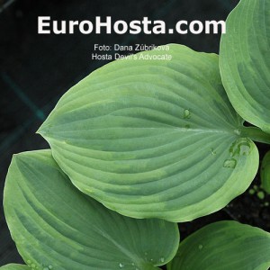 Hosta Devil´s Advocate - Eurohosta