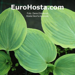 Hosta Devil´s Advocate - Eurohosta