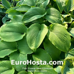 Hosta Devon Desire