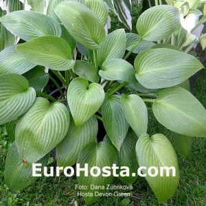 Hosta Devon Green - Eurohosta