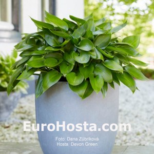 Hosta Devon Green - Eurohosta