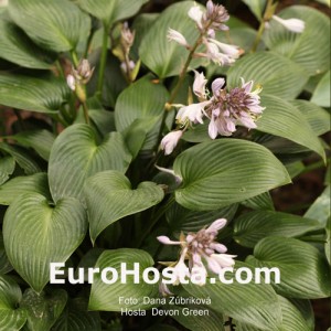 Hosta Devon Green - Eurohosta