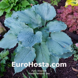 Hosta Diamond Lake