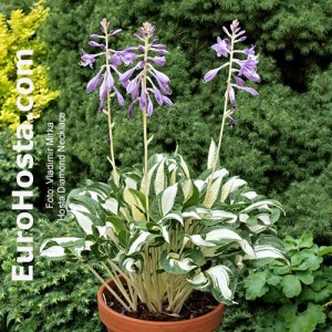 Hosta Diamond Necklace