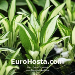 Hosta Diamond Necklace - Eurohosta