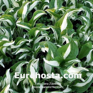 Hosta Diamond Necklace