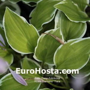 Hosta Diamond Tiara - Eurohosta