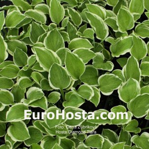 Hosta Diamond Tiara - Eurohosta