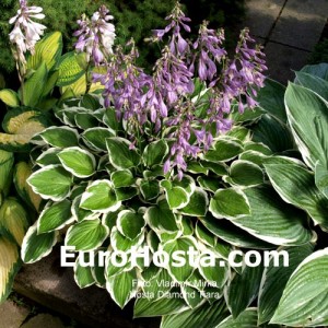 Hosta Diamond Tiara - Eurohosta