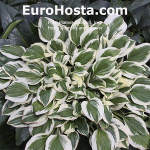 Hosta Diamonds are Forewer