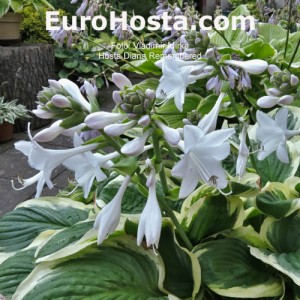 Hosta Diana Remembered - Eurohosta