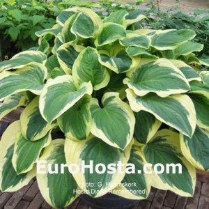 Hosta Diana Remembered - Eurohosta