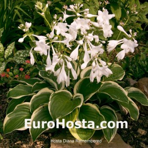 Hosta Diana Remembered - Eurohosta