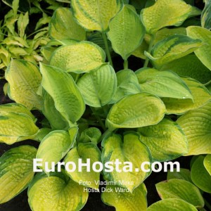 Hosta Dick Ward - Eurohosta