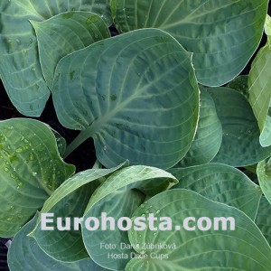Hosta Dixie Cups