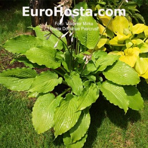 Hosta Donahue Piercrust