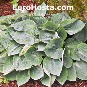 Hosta Dorset Blue - Eurohosta