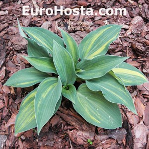 Hosta Dorset Clown - Eurohosta 