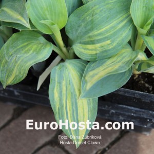 Hosta Dorset Clown - Eurohosta 