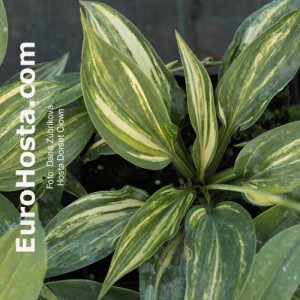 Hosta Dorset Clown - Eurohosta 