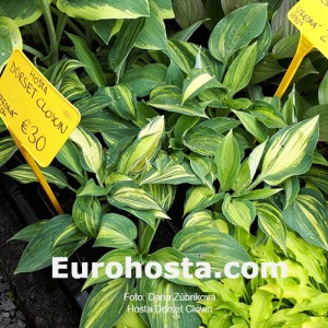 Hosta Dorset Clown 