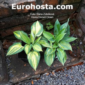 Hosta Dorset Clown 