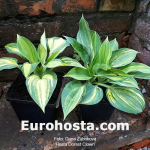 Hosta Dorset Clown