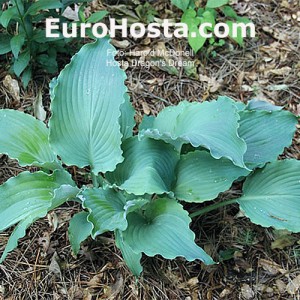 Hosta Dragon's Dream