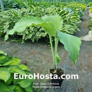 Hosta Dragon's Dream
