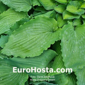 Hosta Dragon's Dream